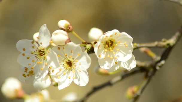 Blackthorn flor na primavera — Vídeo de Stock