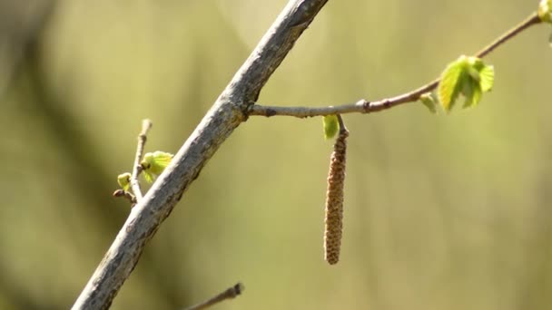 Hasselnöt bush med blossom och unga blad — Stockvideo