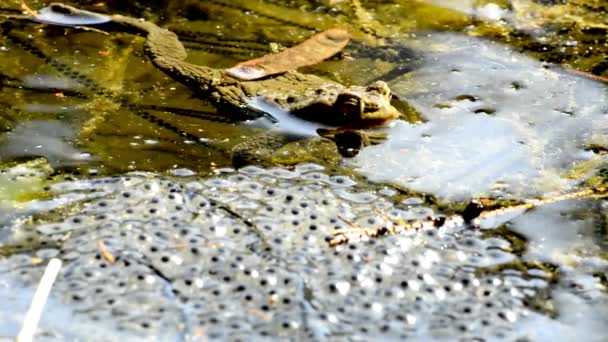 Жаба на жабу — стоковое видео