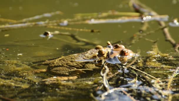 Žáby během reprodukce v rybníku — Stock video