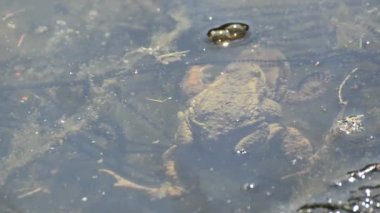 Kurbağalar bir havuzda üreme sırasında