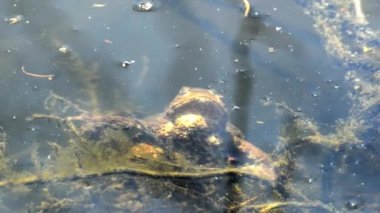 Kurbağalar bir havuzda üreme sırasında