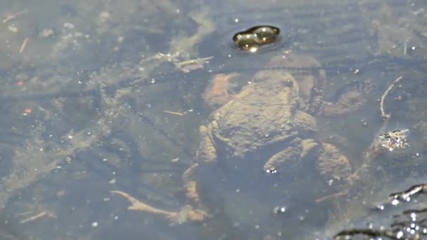 Kikkers tijdens reproductie in een vijver — Stockvideo