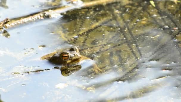 Rana en un lago — Vídeos de Stock