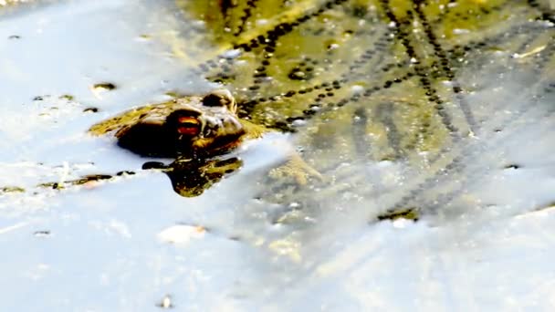 Frog with spawn — Stock Video