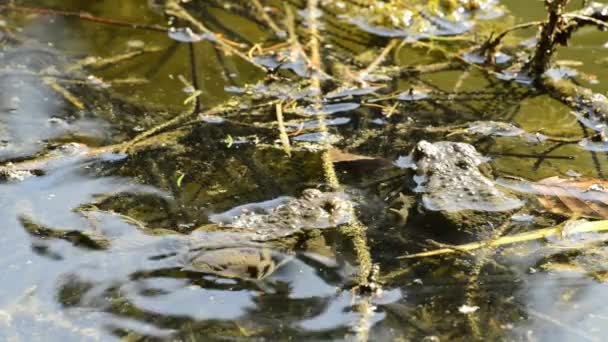 Frogs during reproduction in a pond — Stock Video