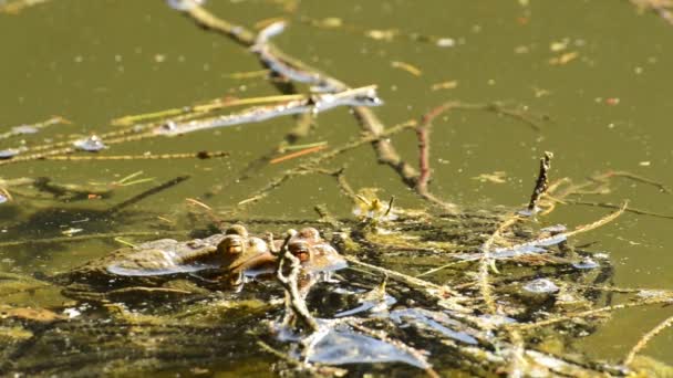 Ranas durante la reproducción en un estanque — Vídeo de stock