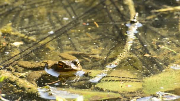 Лягушка в озере — стоковое видео