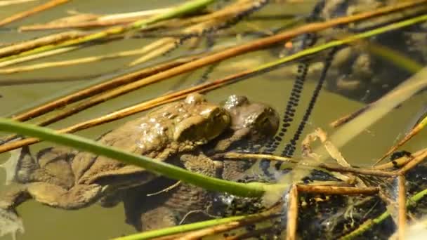 Ranas durante la reproducción en un estanque — Vídeo de stock