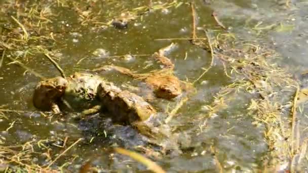 Лягушки во время размножения в пруду — стоковое видео