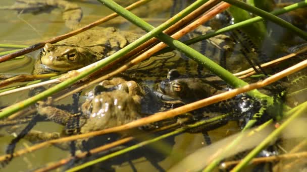 Grenouilles pendant la reproduction dans un étang 