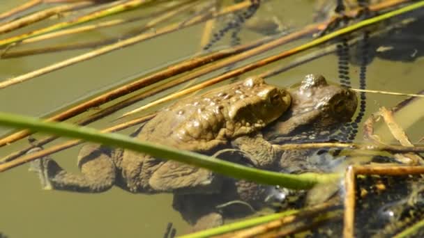 Ranas durante la reproducción en un estanque — Vídeo de stock
