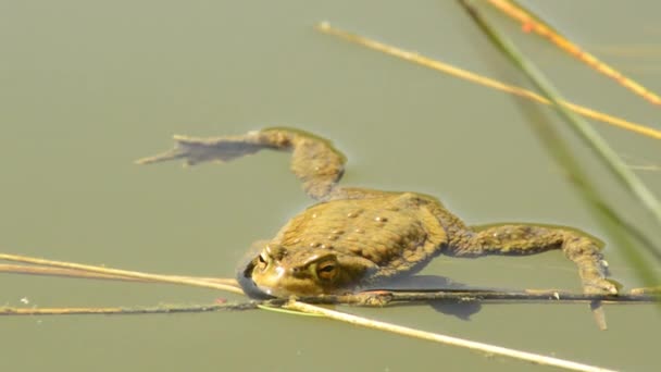 Žába v jezeře — Stock video