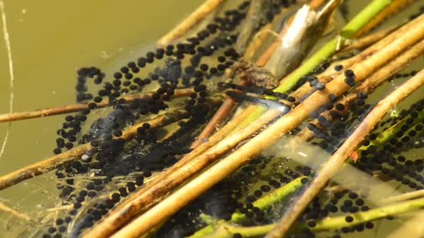 Cordes de frai du crapaud commun — Video