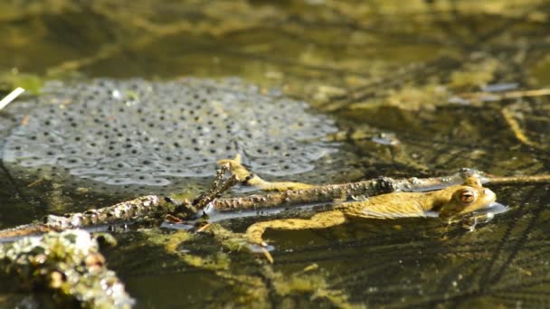 Frosch im Teich mit Laich — Stockvideo
