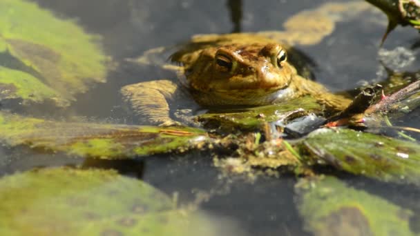 Βάτραχος σε μια λίμνη — Αρχείο Βίντεο