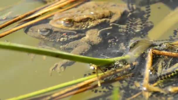 Лягушки во время размножения в пруду — стоковое видео