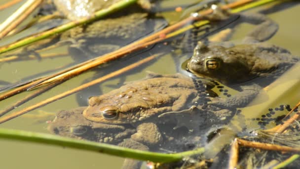 Kurbağalar bir havuzda üreme sırasında — Stok video