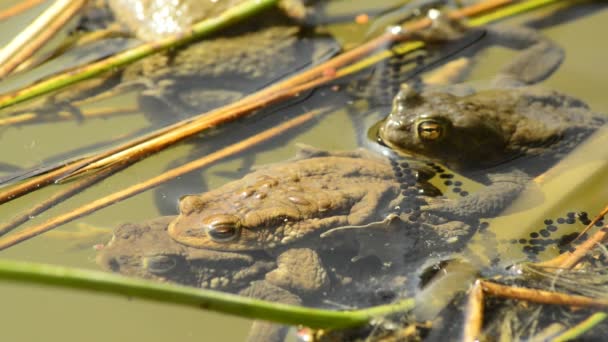 Grenouilles pendant la reproduction dans un étang — Video