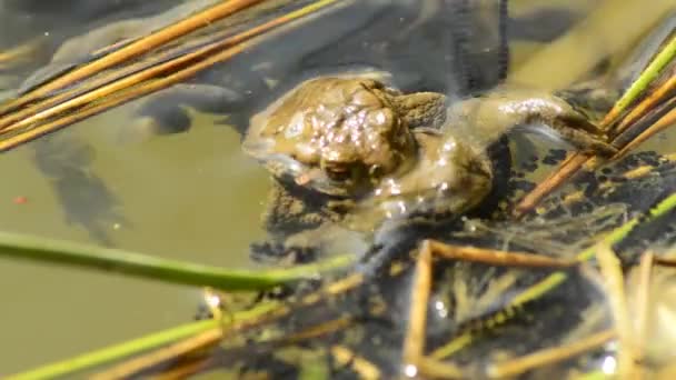 Grenouilles pendant la reproduction dans un étang 