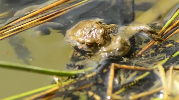 Frösche bei der Fortpflanzung im Teich — Stockvideo