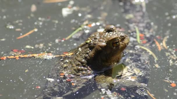 Frosch in einem See — Stockvideo