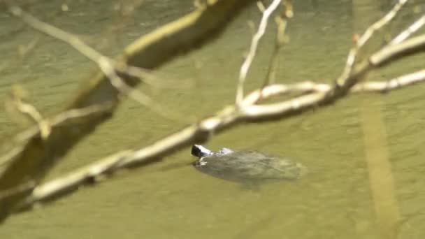 Coastal Cooter nadando en un estanque en Alemania — Vídeos de Stock