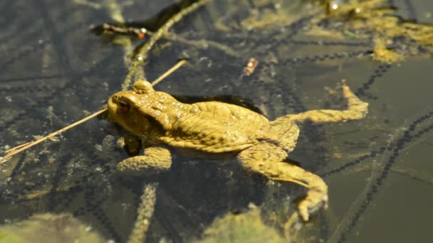 Kikker in een meer — Stockvideo