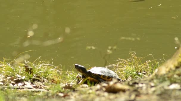 Przybrzeżnych Cooter biorąc kąpiele słoneczne nad jeziorem niemiecki — Wideo stockowe