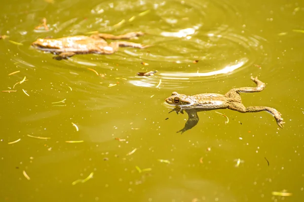 池のヒキガエル — ストック写真