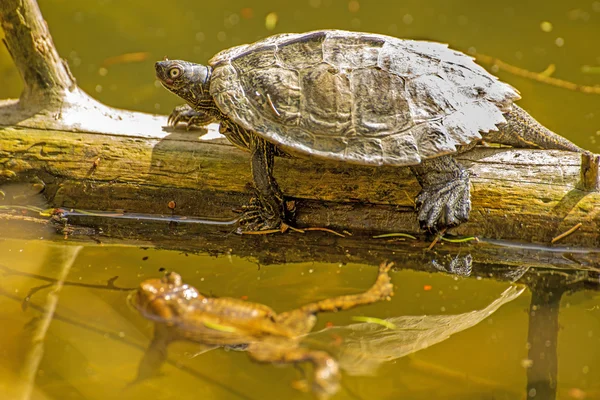 Coastal Cooter and frog during a sun bath at a German lake — Stock Photo, Image