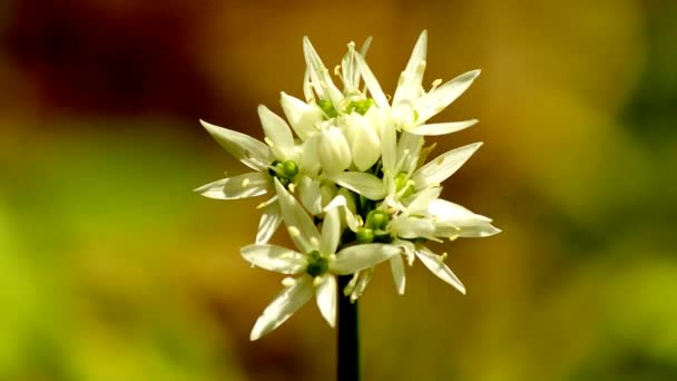 Wild garlic — Stock Video