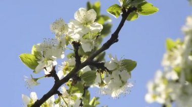İlkbaharda kiraz çiçeği
