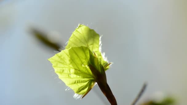 Young fresh,green,leaf in spring — Stock Video