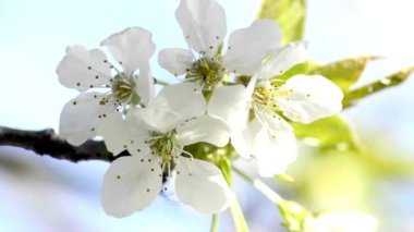 İlkbaharda kiraz çiçeği