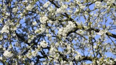 İlkbaharda kiraz çiçeği