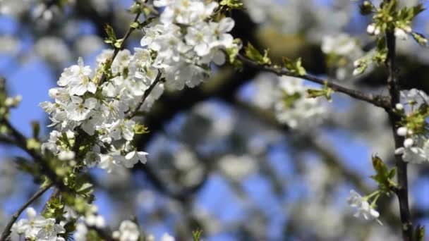 Fiore di ciliegio in primavera — Video Stock