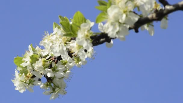 Άνθη κερασιάς την άνοιξη — Αρχείο Βίντεο
