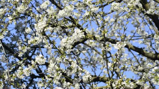 Körsbärsblomma på våren — Stockvideo