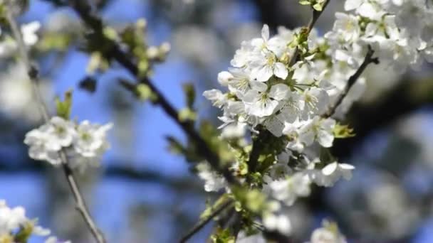 Άνθη κερασιάς την άνοιξη — Αρχείο Βίντεο