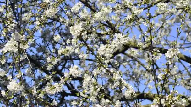 Flor de cereja na primavera — Vídeo de Stock