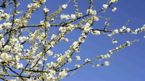 Körsbärsblomma på våren — Stockvideo