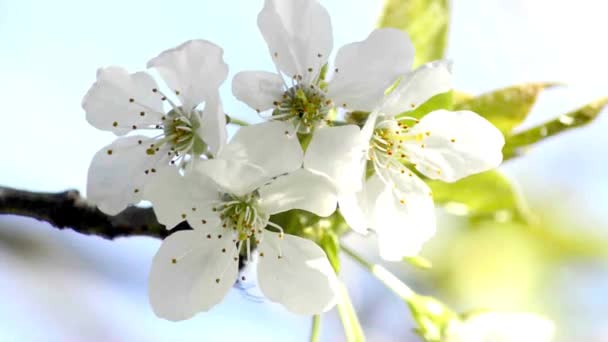 Körsbärsblomma på våren — Stockvideo
