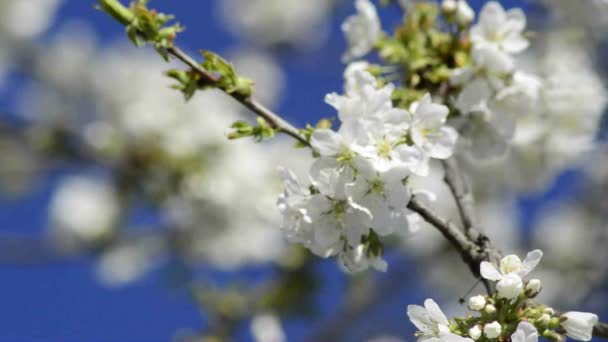 Flor de cerezo en primavera — Vídeo de stock