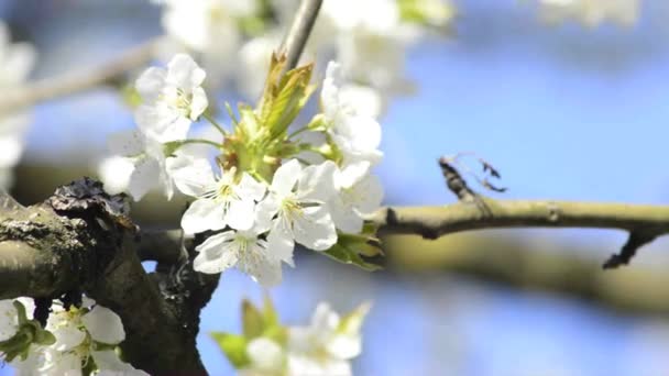 Kirschblüte im Frühling — Stockvideo