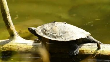 Kıyı Cooter güneş banyo