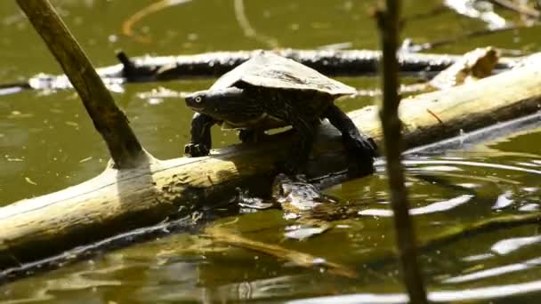 Kust Cooter nemen van een zonbad — Stockvideo