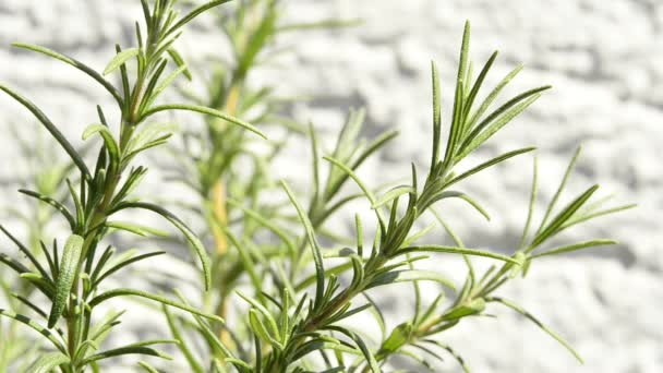 Romero, especias y plantas medicinales — Vídeos de Stock