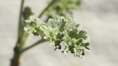 Absinthum baharat ve şifalı bitki