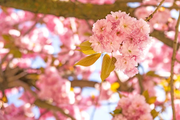 Japanese cherry blossom — Stock Photo, Image
